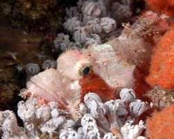 Papuan Scorpianfish. Found in Komodo, shot with Nikon D10... by Patrick Burke 